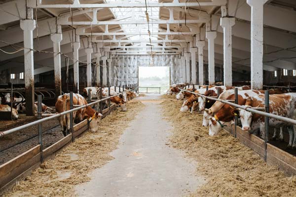 Cattle at the feed barriers either side of a concrete-floored cattle shed