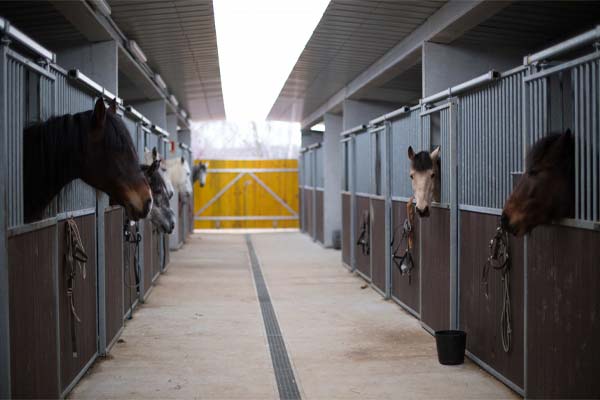 Horses looking out over their doors along a concrete-floored stable block